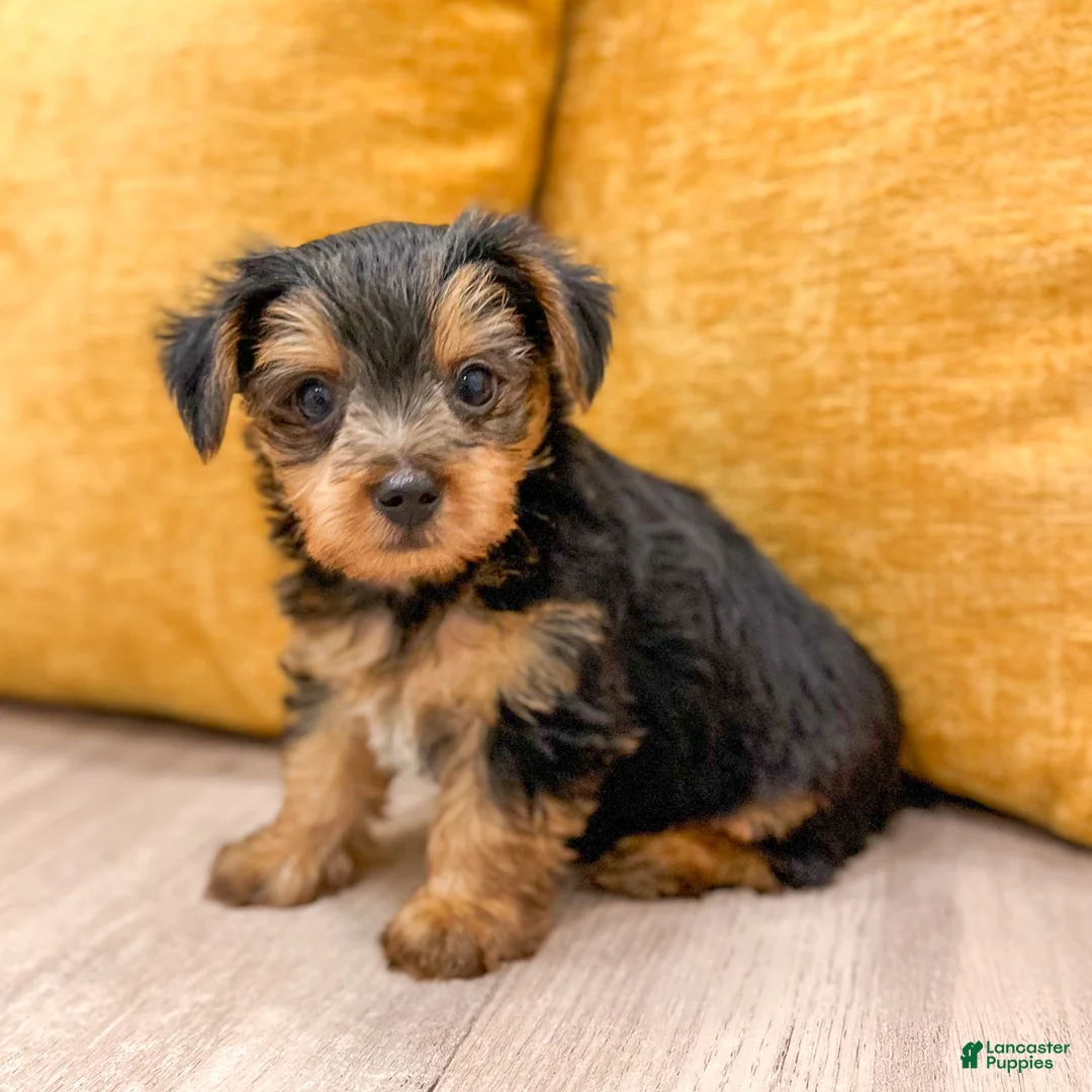Yorkshire Terrier dogs for sale: Duke - Ad 1