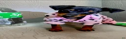 Miniature Pinscher dogs for sale: Shelby - Ad 3
