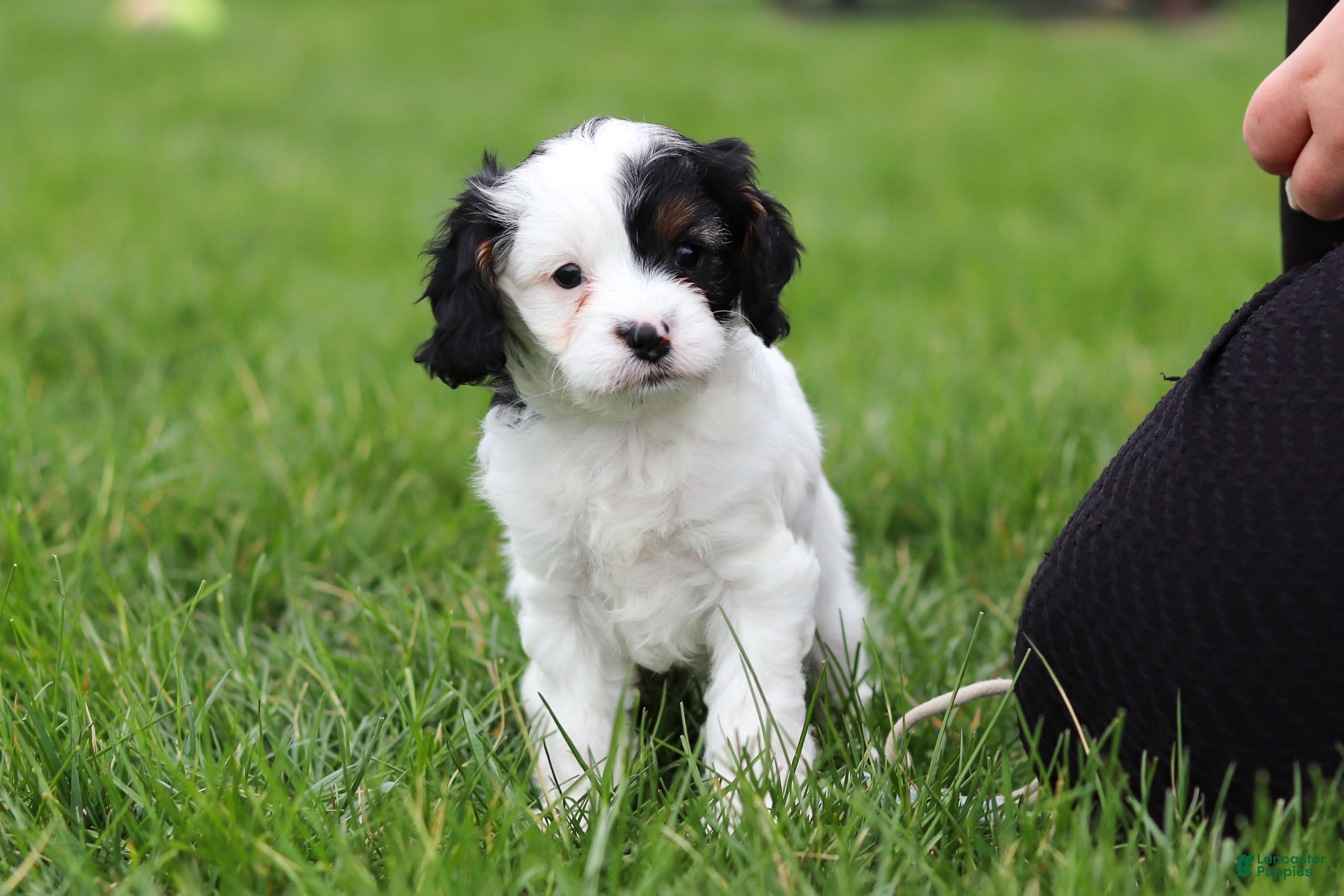 Cavapoo dogs Macy - Ad 1