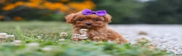 Cavapoo dogs for sale: Lilac - Ad 4