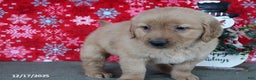 Golden Retriever dogs for sale: Blizzard - Ad 3