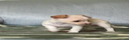 Chiweenie dogs for sale: Chiweenie 1 - Ad 5