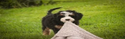 Mini Bernedoodle dogs for sale: Mooney Mini Bernedoodle  - Ad 15