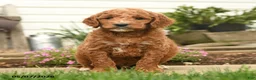 Goldendoodle dogs for sale: Rusty - Ad 5