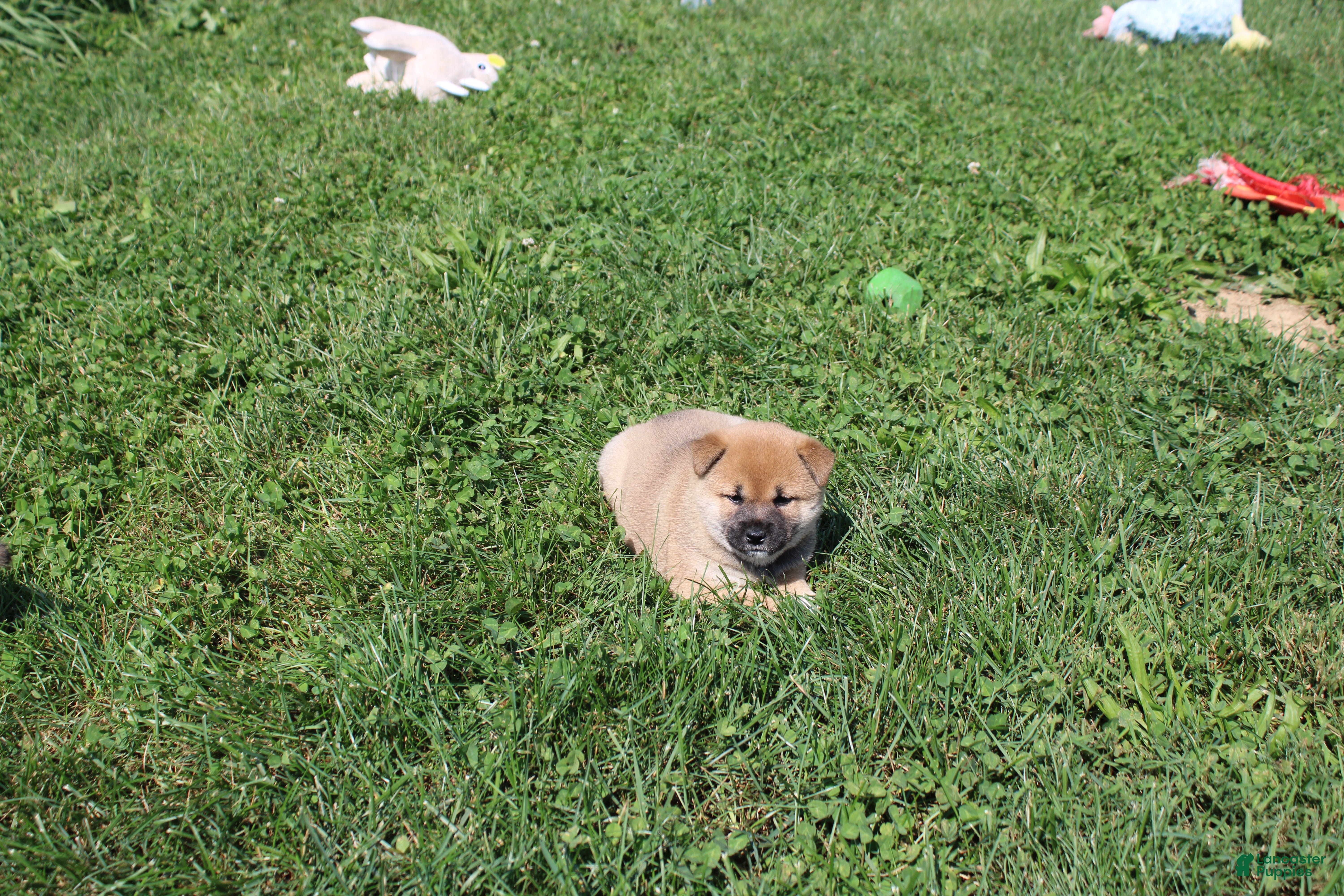Shiba Inu dogs Shrimp - Ad 2