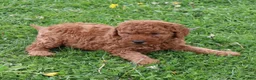 Mini Goldendoodle dogs for sale: Tommy - Ad 1