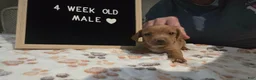 Miniature Dachshund dogs for sale: Miniature Dachshund 4 - Ad 2