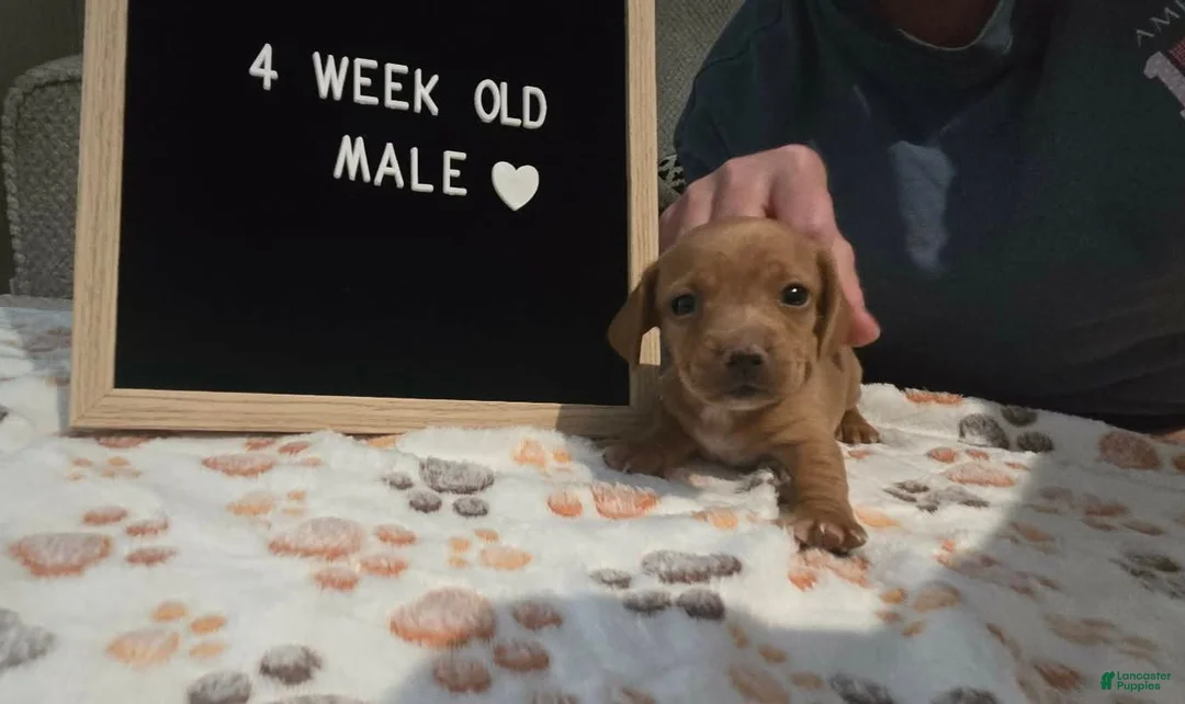 Miniature Dachshund dogs for sale: Miniature Dachshund 4 - Ad 2