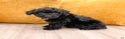 Yorkiepoo dogs for sale: Blacky - Ad 5