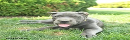 Cane Corso dogs for sale: Layla  - Ad 4