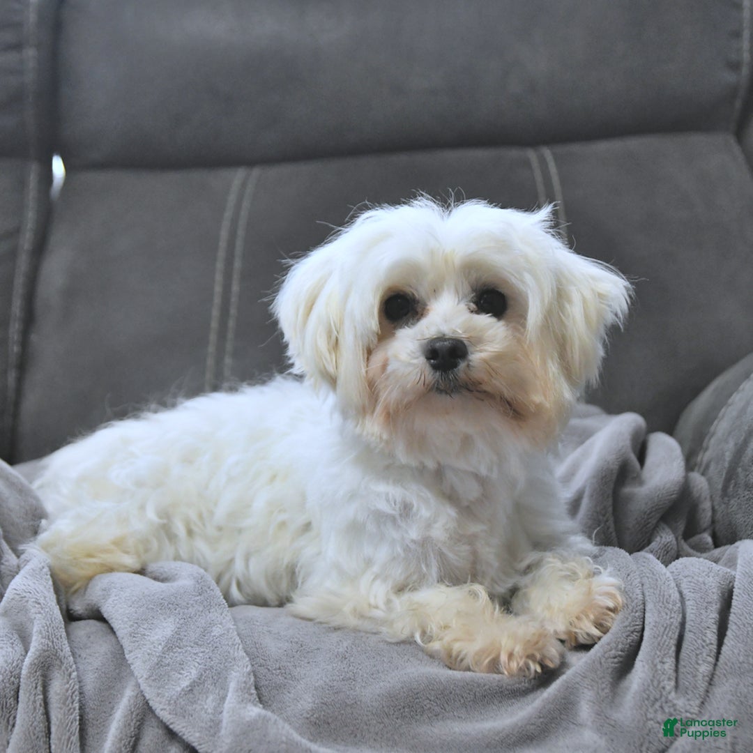 Maltese dogs for sale: Elf - Ad 12