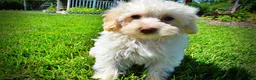 Havapoo dogs for sale: Gabby - Ad 12