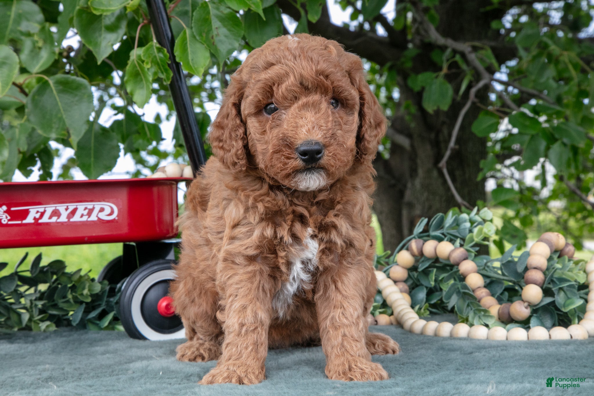 Miniature Poodle dogs Saria - Ad 1