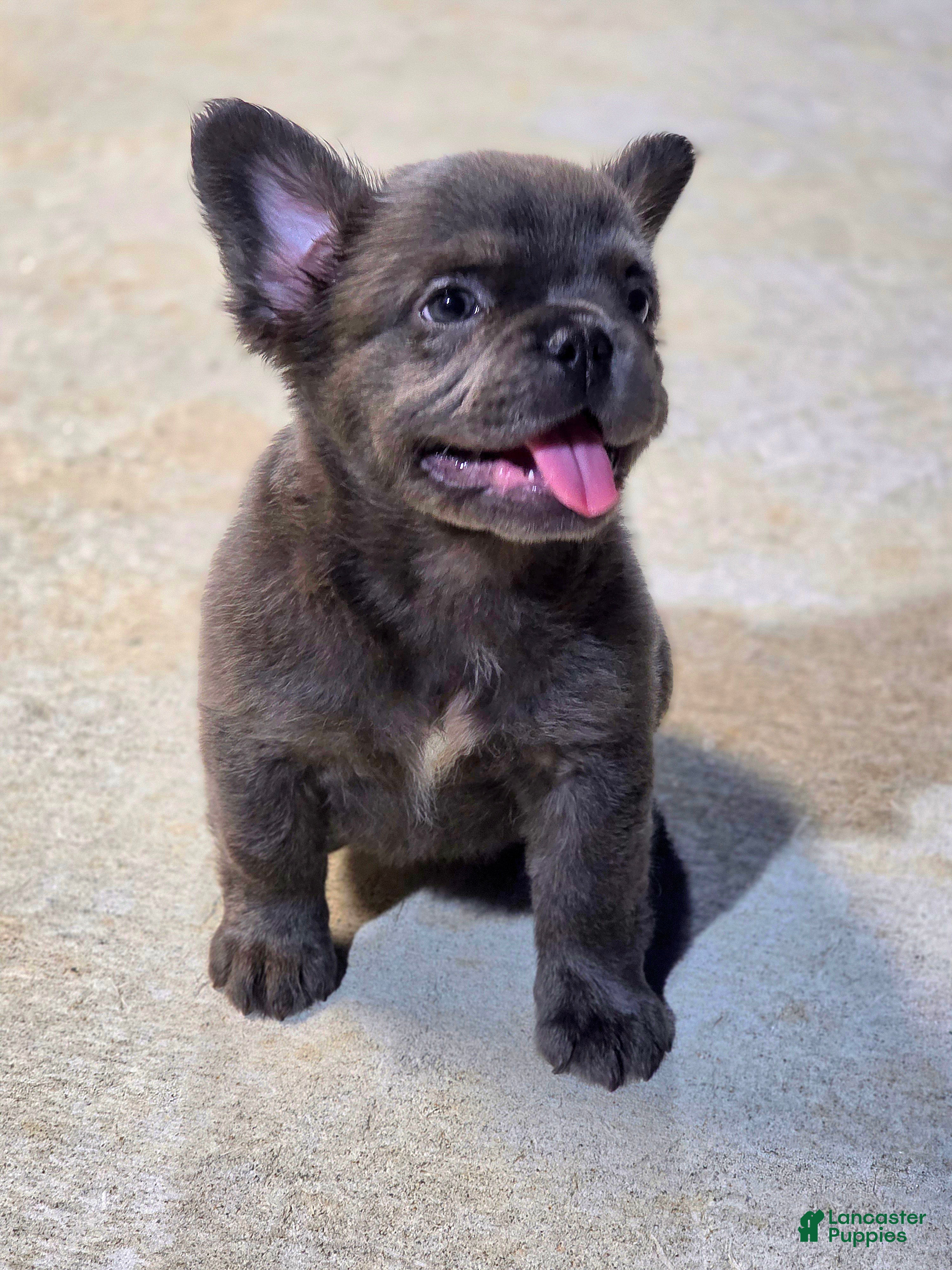 French Bulldog dogs Bleu - Ad 2