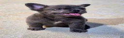 French Bulldog dogs for sale: Bleu - Ad 2