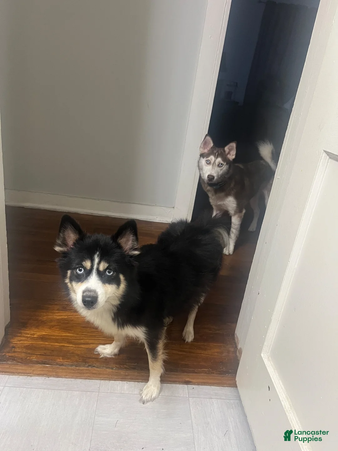 Pomsky dogs for sale: Suga  - Ad 4
