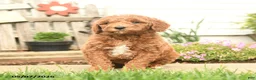 Goldendoodle dogs for sale: Roseyn - Ad 5
