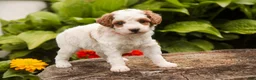 Miniature Poodle dogs for sale: Zephyr - Ad 9