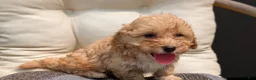 Havapoo dogs for sale: Bandit - Ad 4