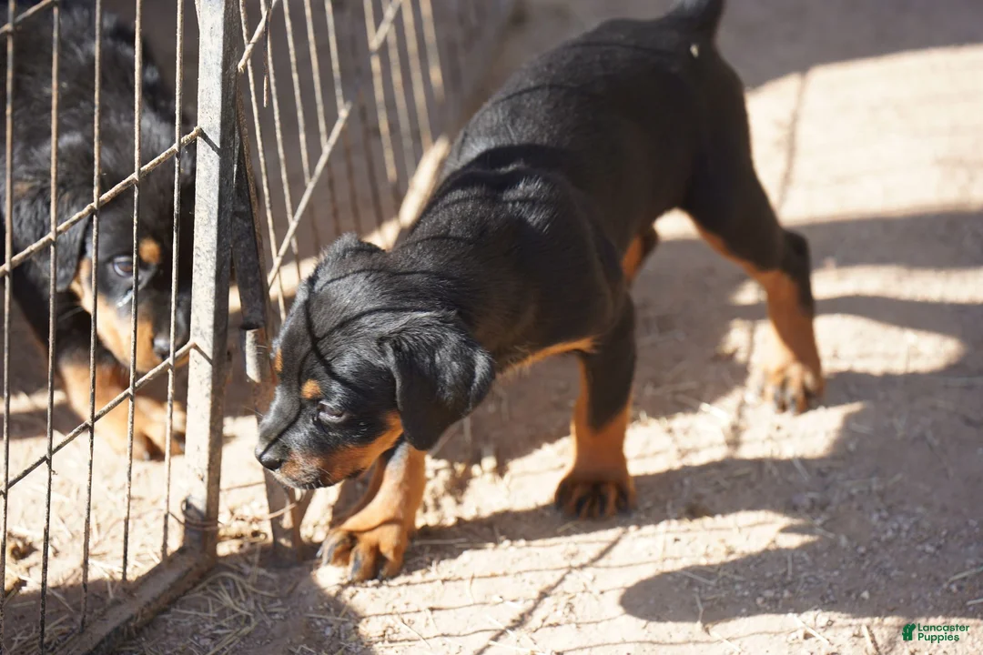 Rottweiler dogs for sale: Rottweiler F2 - Ad 2