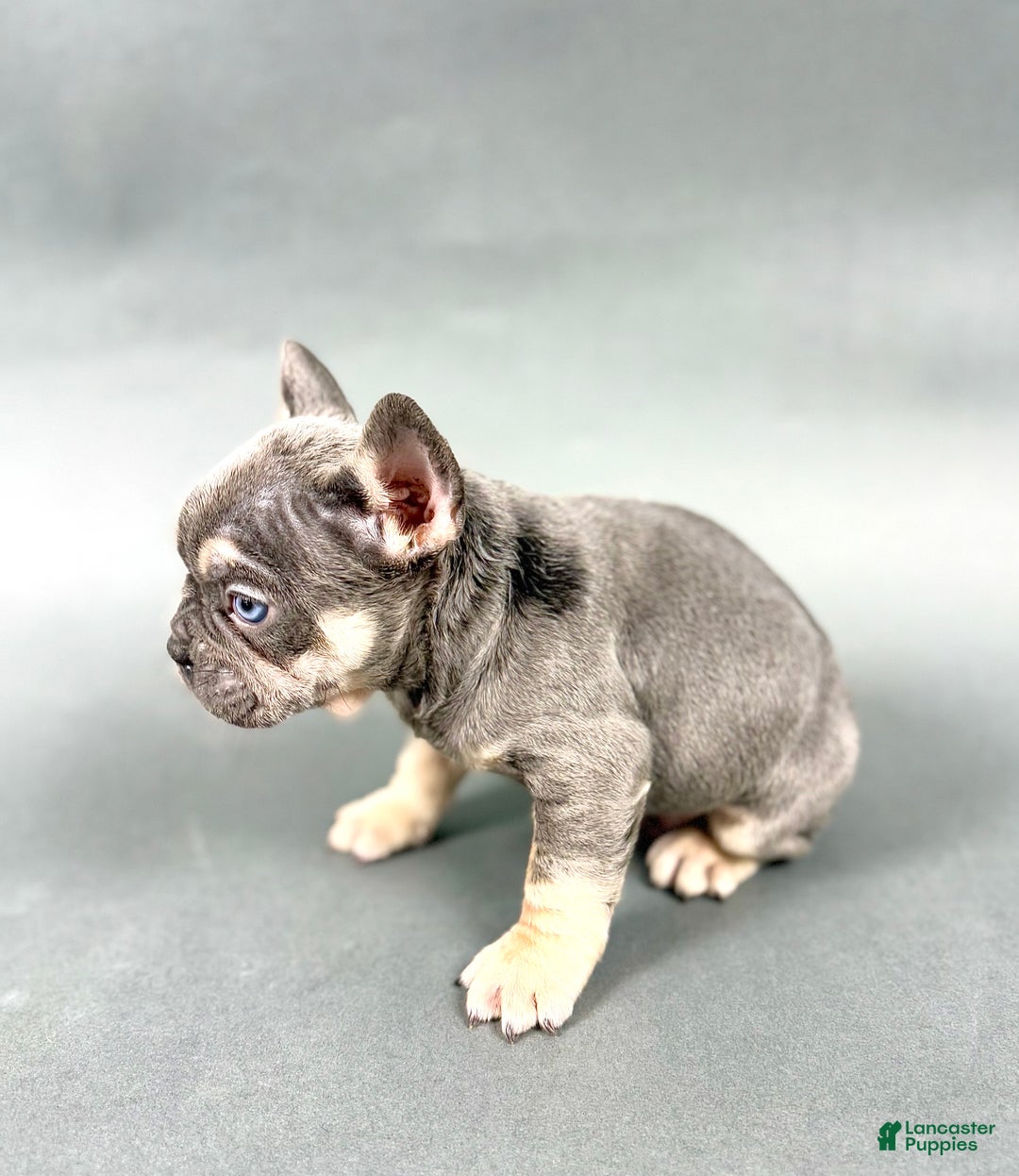 French Bulldog dogs for sale: Donut - Ad 4