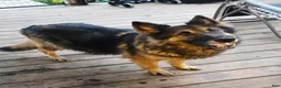 German Shepherd dogs for sale: German Shepherd 8 orange  - Ad 2