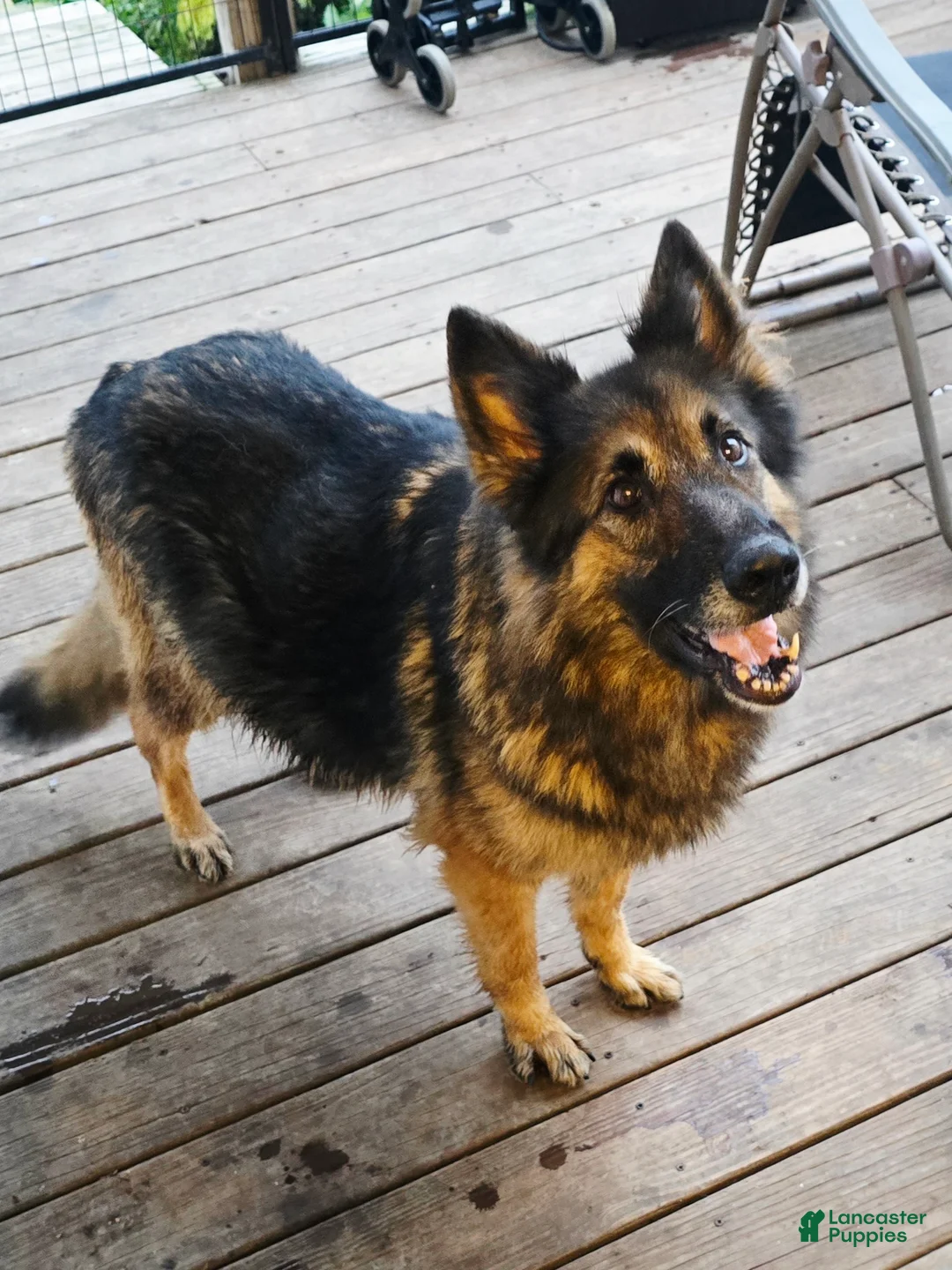 German Shepherd dogs for sale: German Shepherd 8 orange  - Ad 2