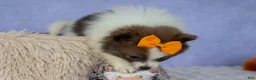 Pomeranian dogs for sale: Easton🐾 - Ad 13