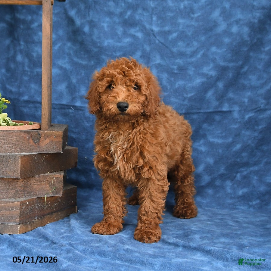Mini Goldendoodle dogs for sale: Clifford - Ad 1