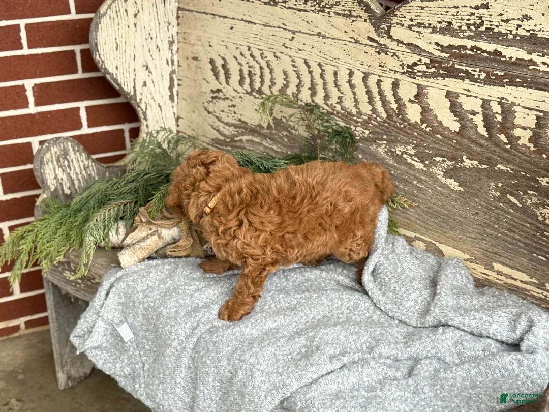 Mixed Breed dogs for sale: Sanchez - Ad 7