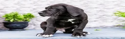 Great Dane dogs for sale: Zayne - Ad 4