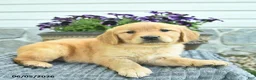 Golden Retriever dogs for sale: Tia  - Ad 2