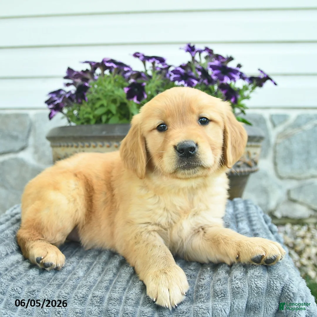 Golden Retriever dogs for sale: Tia  - Ad 2