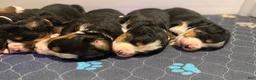 Bernese Mountain Dog dogs for sale: Yellow Female - Ad 1