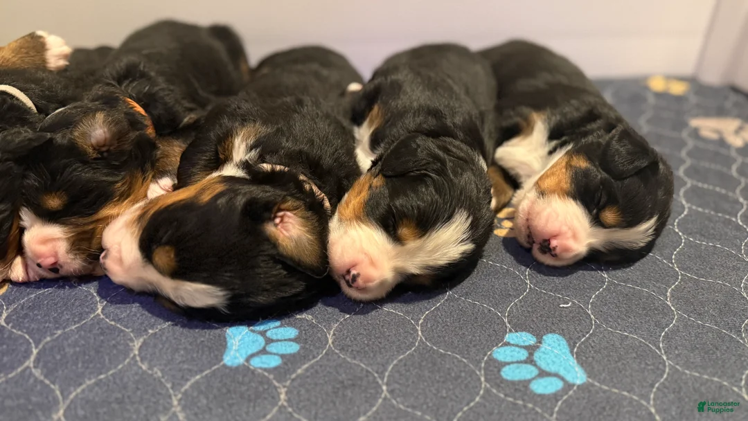Bernese Mountain Dog dogs for sale: Yellow Female - Ad 1