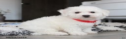 Bichon Frise dogs for sale: Carson - Ad 7