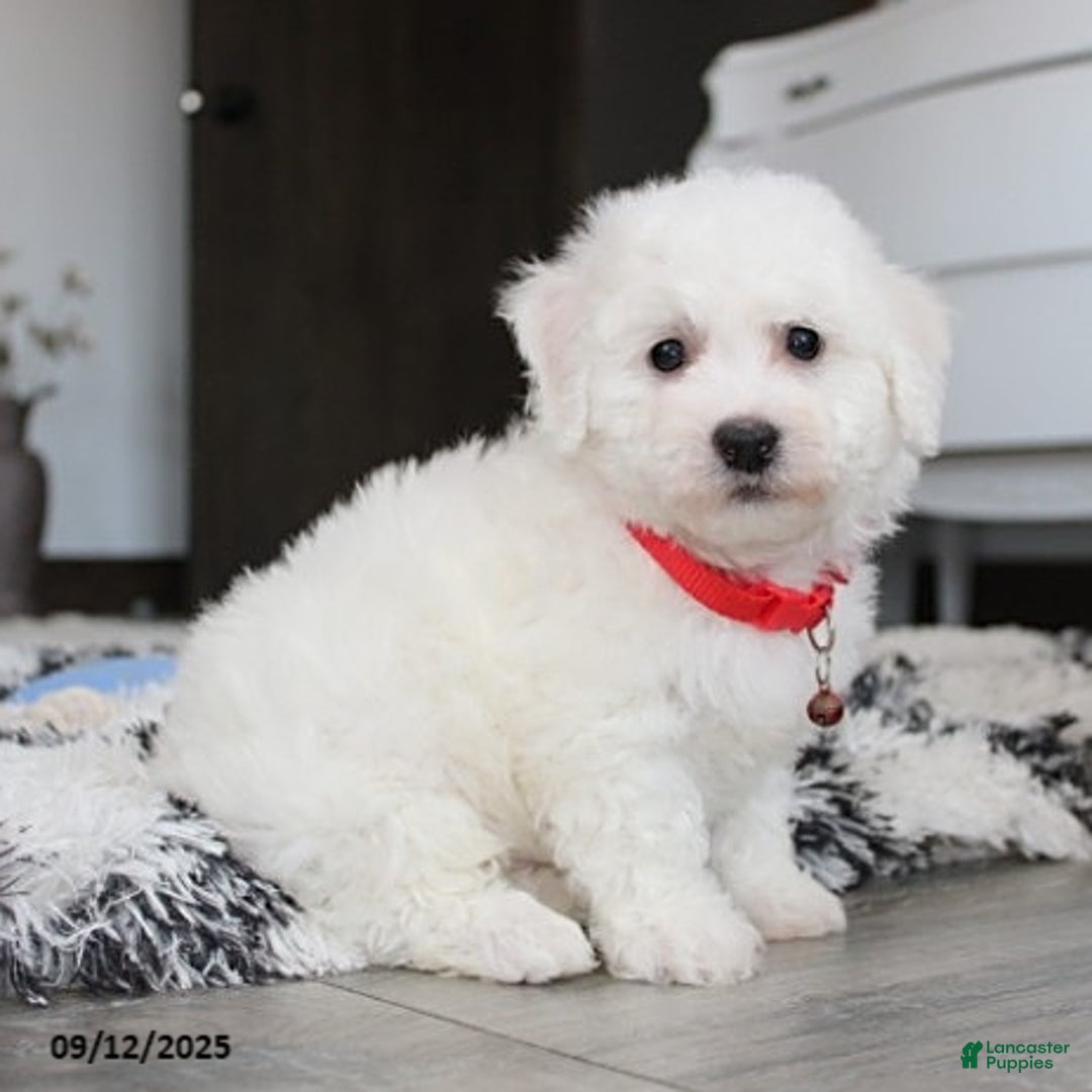 Bichon Frise dogs for sale: Carson - Ad 7