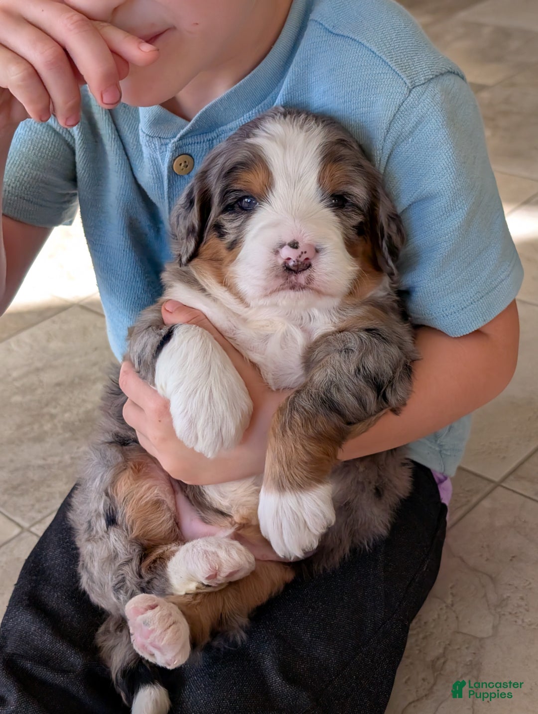 Mini Bernedoodle dogs for sale: Mini Bluey - Ad 7