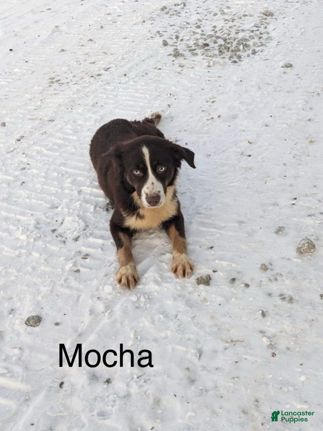 Miniature Australian Shepherd dogs for sale: Rocky - Ad 9