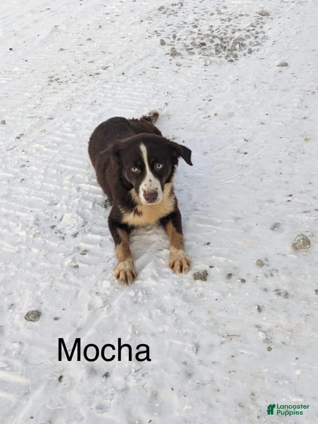 Miniature Australian Shepherd dogs for sale: Ricky - Ad 10