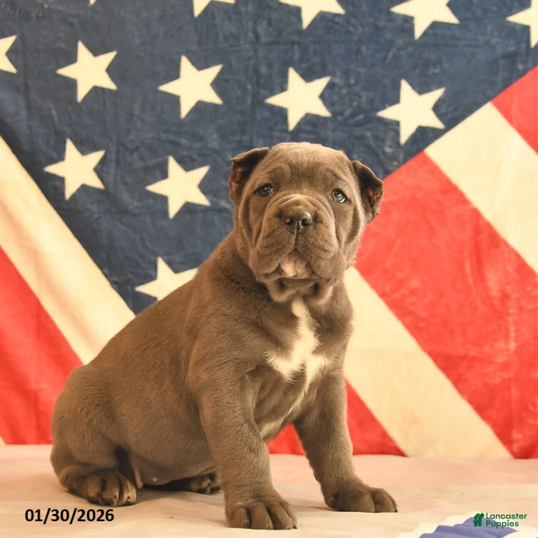 Cane Corso dogs for sale: Isabelle  - Ad 3