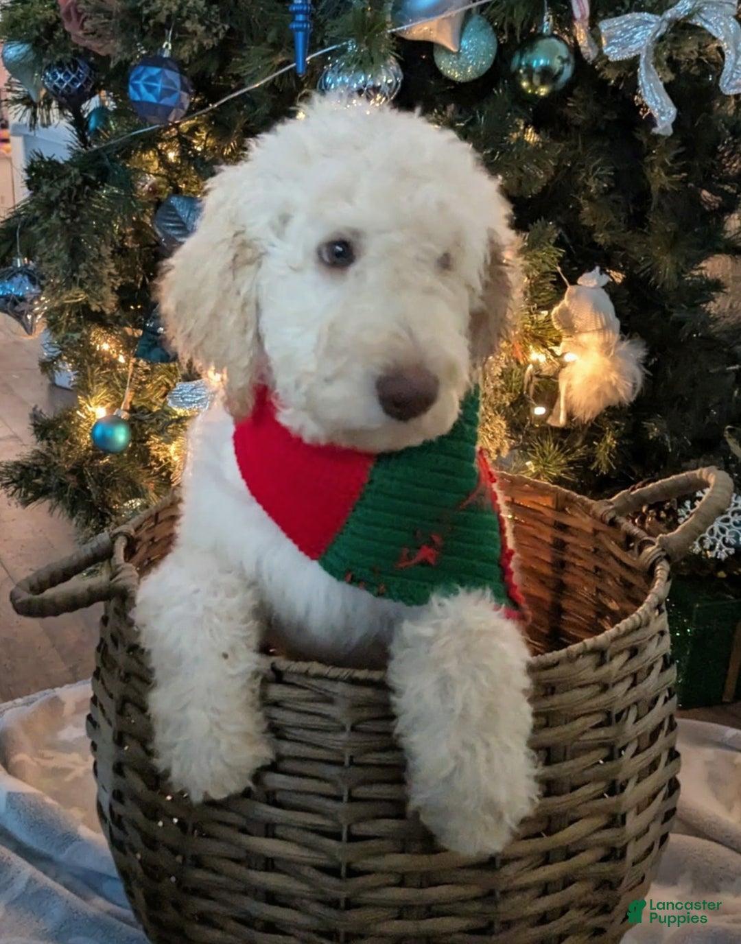 Goldendoodle dogs for sale: Daisy - Ad 3