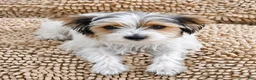 Yorkshire Terrier dogs for sale: Winston - Ad 3