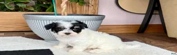Havapoo dogs for sale: Havapoo girl 1 - Ad 3