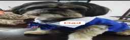 Shih Tzu dogs for sale: Bruno Tri Color  - Ad 3
