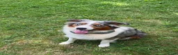 Australian Shepherd dogs for sale: Bandit - Ad 7
