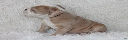 English Bulldog dogs for sale: Kory - Ad 3