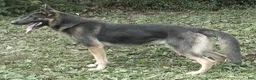 German Shepherd dogs for sale: Mocha - Ad 2