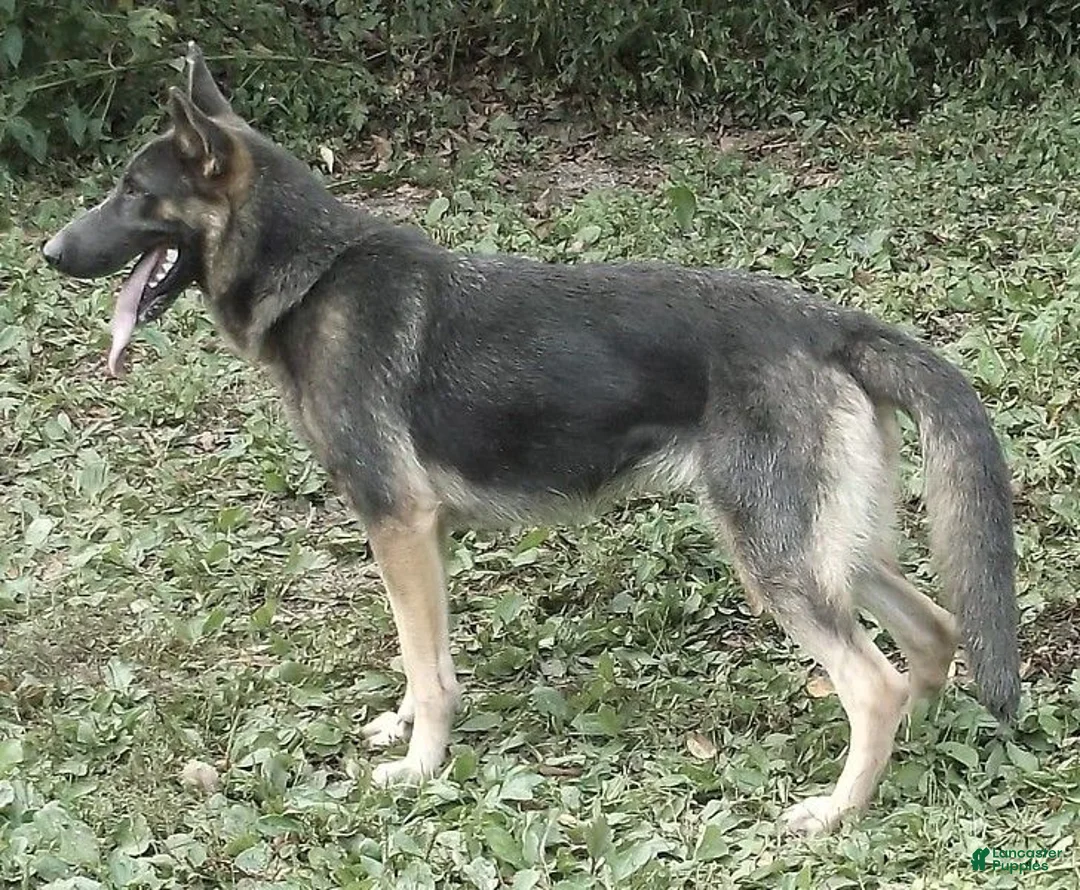 German Shepherd dogs for sale: Mocha - Ad 2