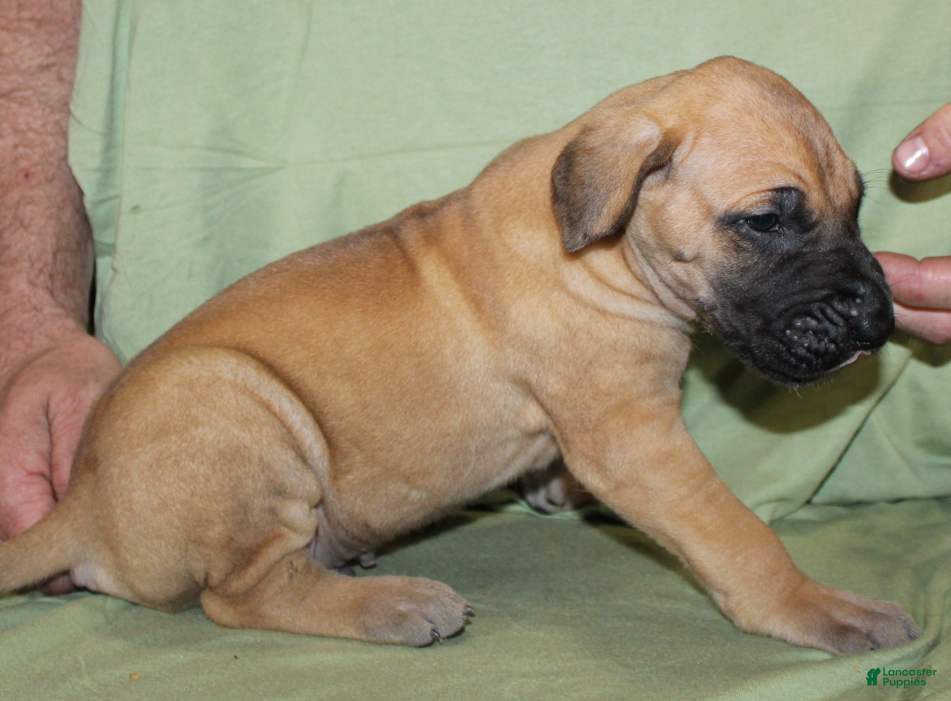 Great Dane dogs Sirius - Ad 37